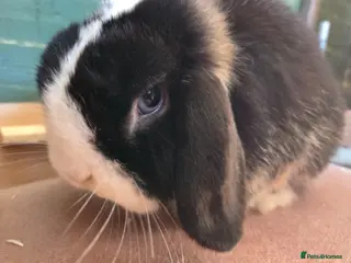 Mini Lop rabbits Boy minilop with blue eyes - Advert 6