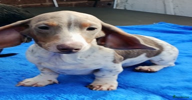 Dachshund dogs - Advert 3