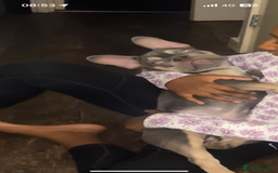 French Bulldog dogs for sale: French bulldog boy - Image 2