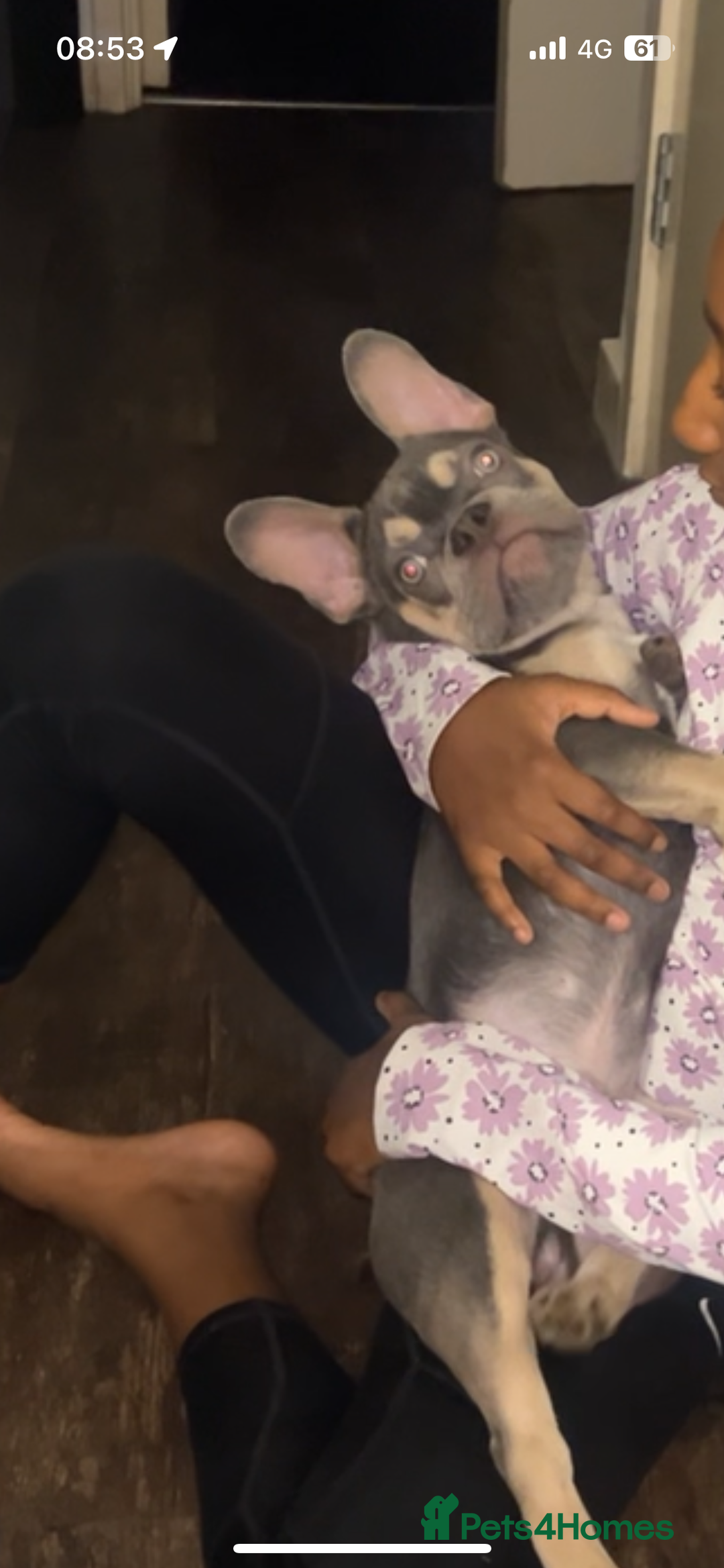 French Bulldog dogs for sale: French bulldog boy - Image 2