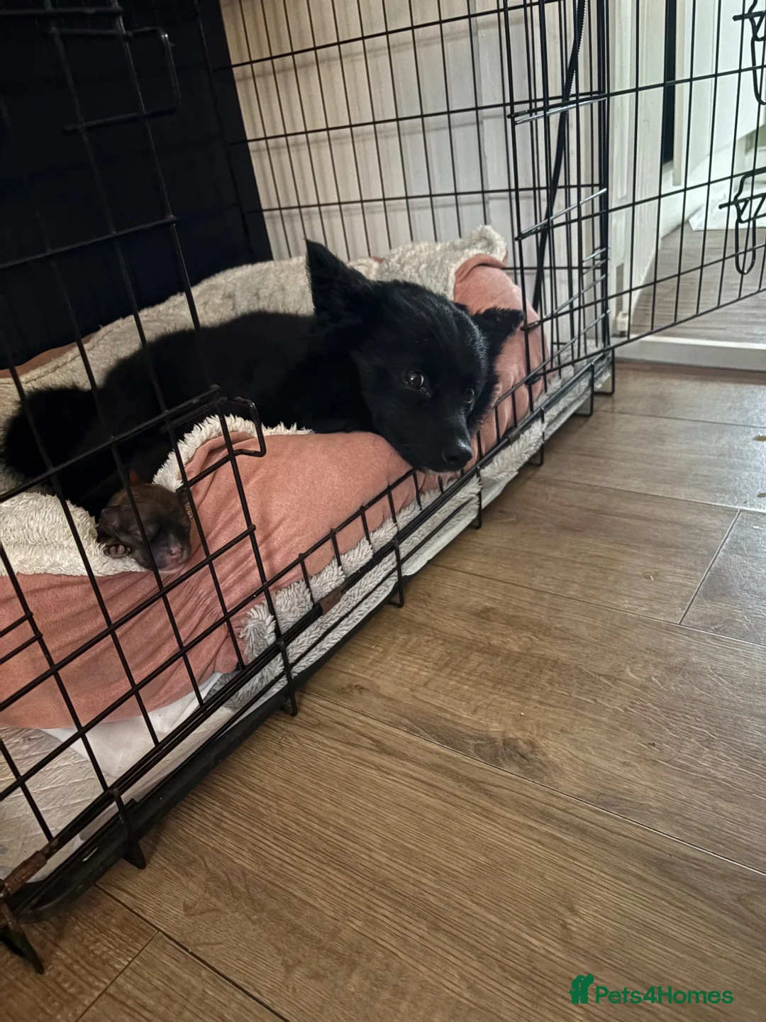 Pomsky dogs for sale: pomsky pomskie F2 puppies for sale black fawn - Advert 23