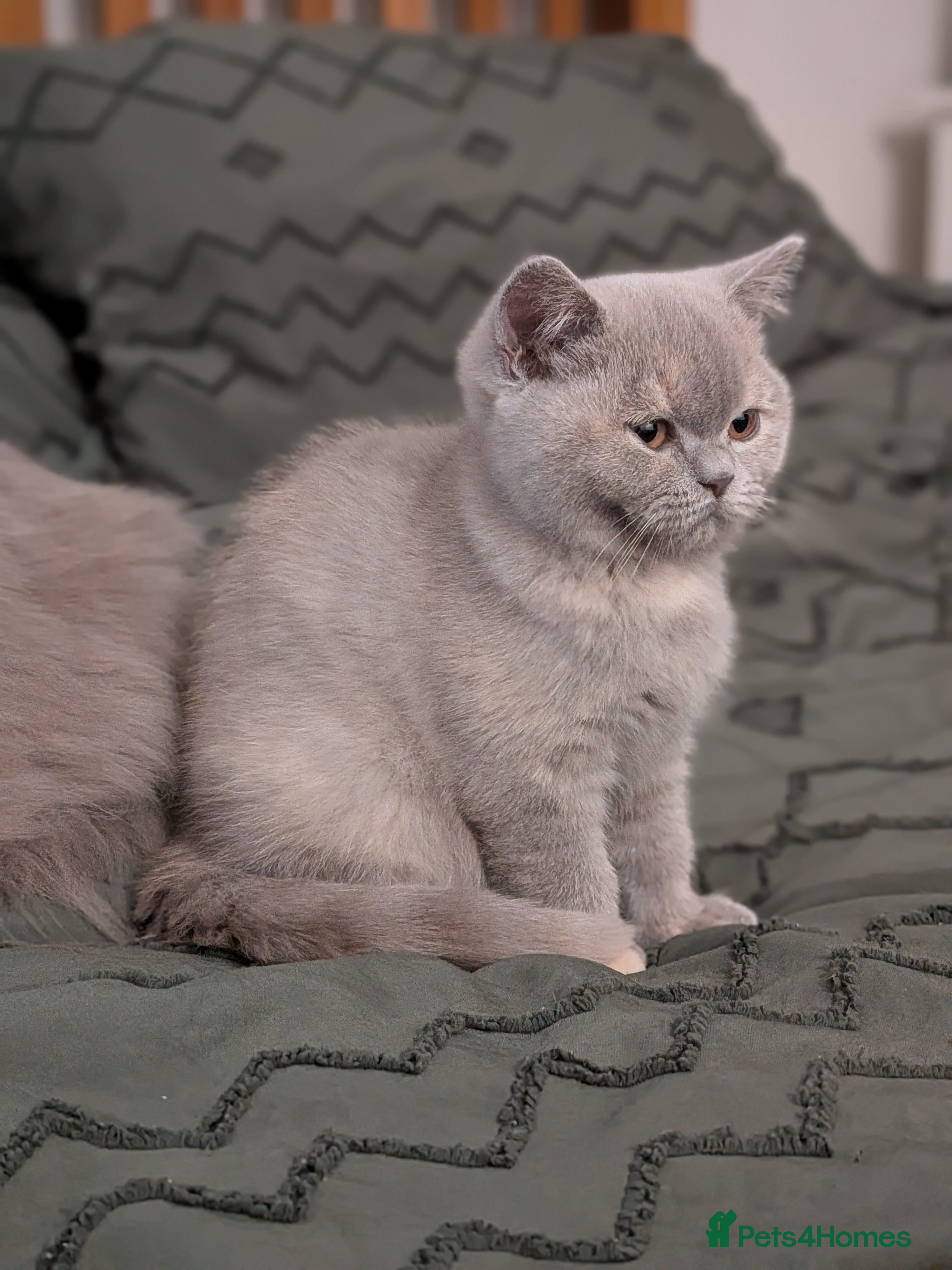 British Shorthair cats British Shorthair kittens  - Advert 16