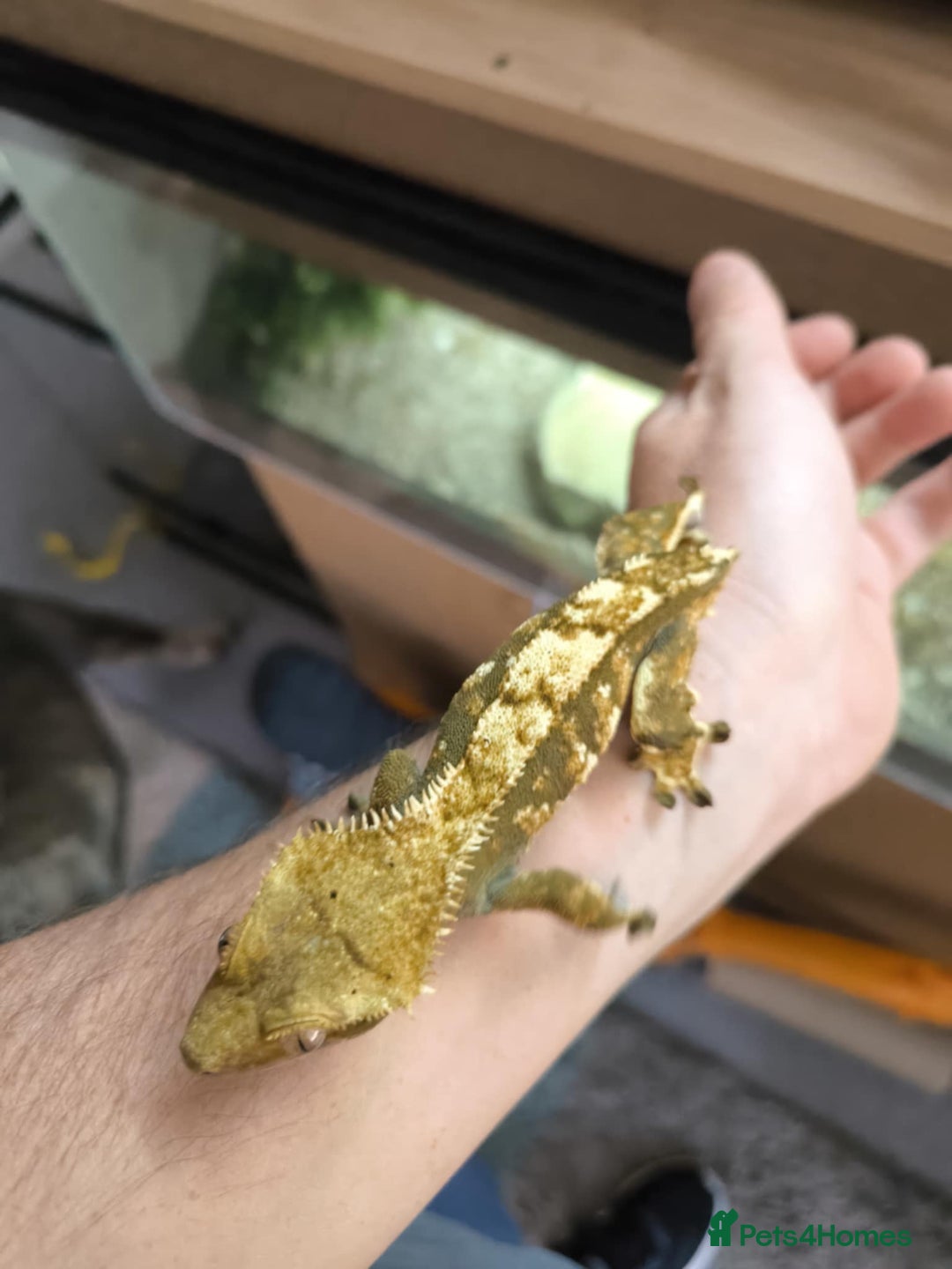 Gecko reptiles for sale: Vivarium with 3 crested geckos - Image 2