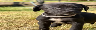 Pep