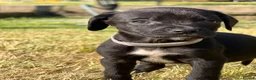 Mixed Breed dogs for sale: Staffy cross Spreagle - Advert 7