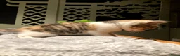 Mixed Breed cats for sale: KITTENS! Batch of Cuties for sale in Basinsgtoke - Advert 28