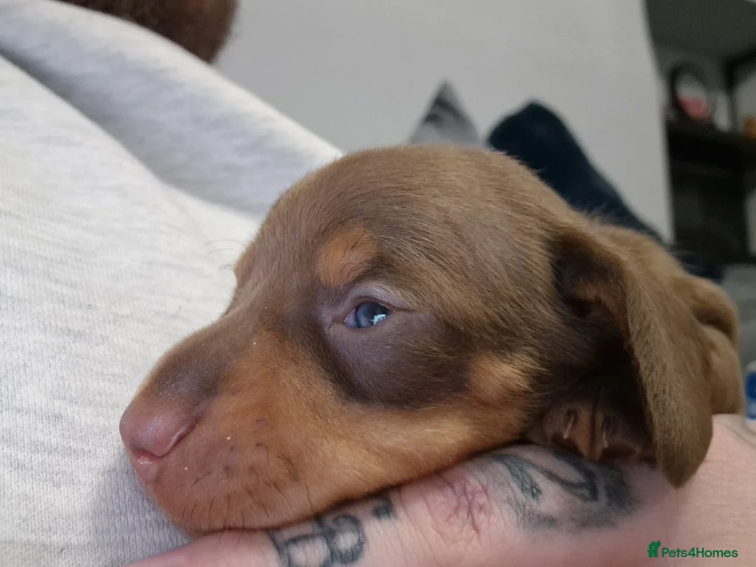 Dachshund dogs for sale: Miniature dachshund puppies ONLY 1 LEFT. - Advert 16