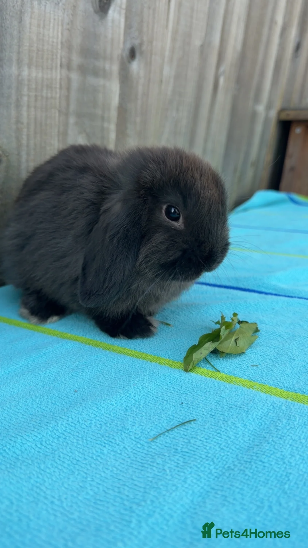 Mini Lop rabbits for sale: Pure bred mini lop bucks ready now - Advert 2