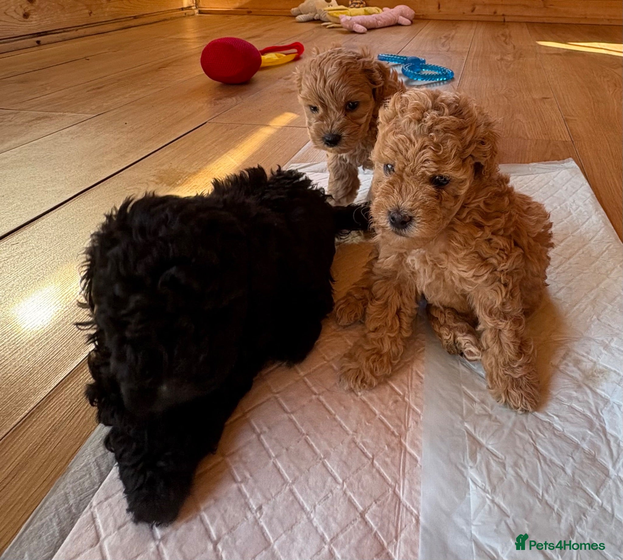 Shihpoo dogs  Shihpoo  (Shoodles) puppies for sale  - Advert 7