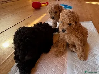 Shihpoo dogs Shihpoo (Shoodles) puppies for sale - Advert 7