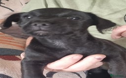 Patterdale Terrier dogs for sale: Patterdale puppy's  - Image 3