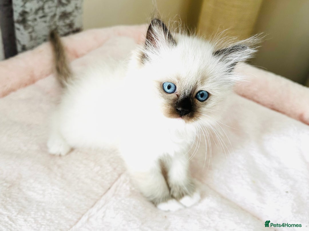 Ragdoll cats for sale: Pure breed GCCF Registered ragdolls - Image 6