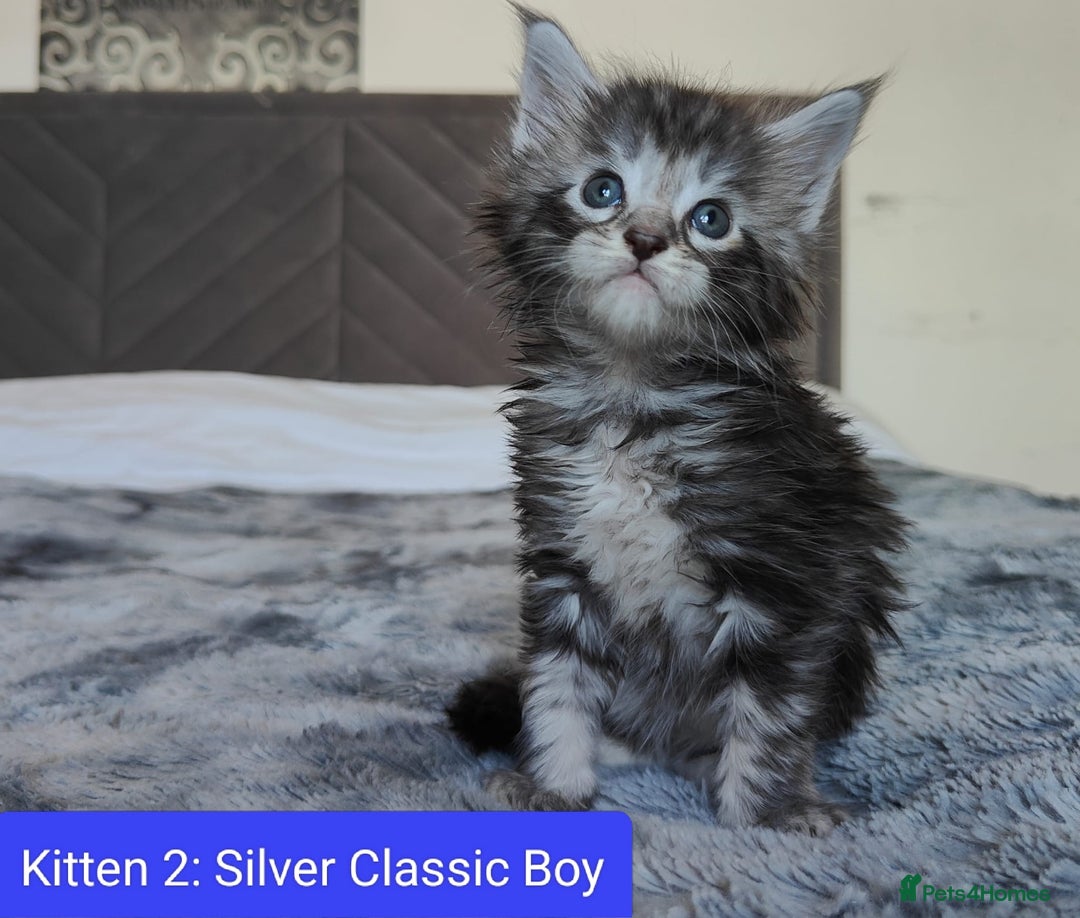 Maine Coon cats for sale: European Maine coon Kittens - Image 3