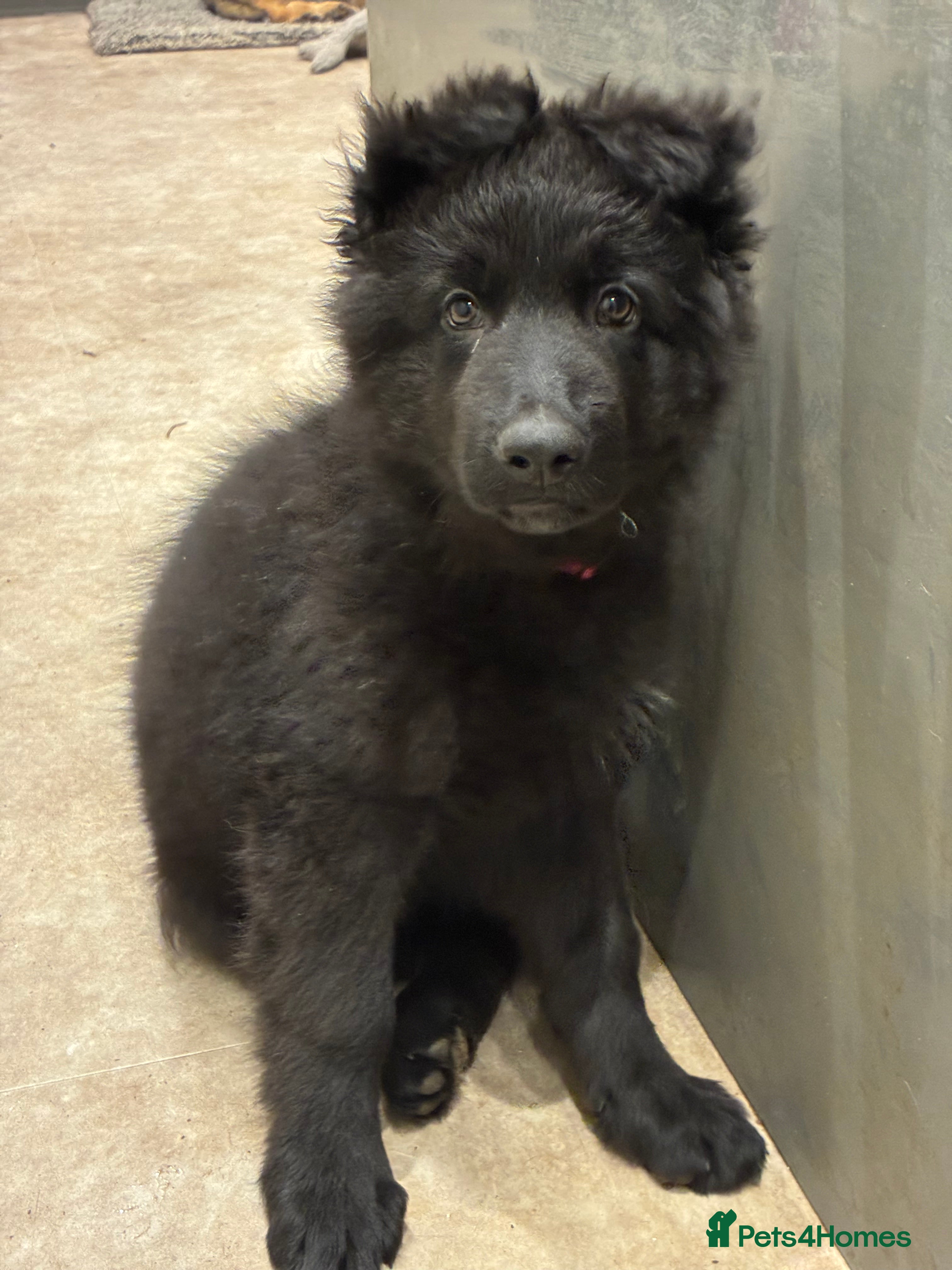 German Shepherd dogs Straight Back German Shepherd Pups -Ready to leave - Advert 2