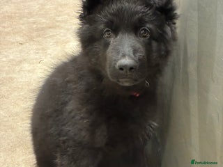 German Shepherd dogs Straight Back German Shepherd Pups -Ready to leave - Advert 5