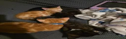 Mixed Breed cats for sale: 4 beautiful kittens  - Advert 3