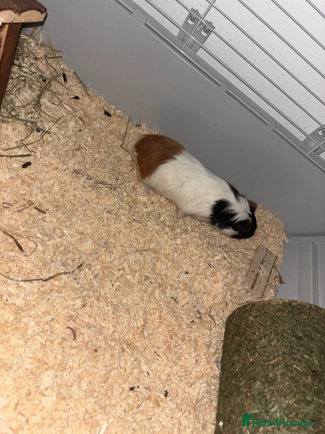 Guinea Pig rodents for sale: 2 male guinea pigs  in Bristol - Advert 5