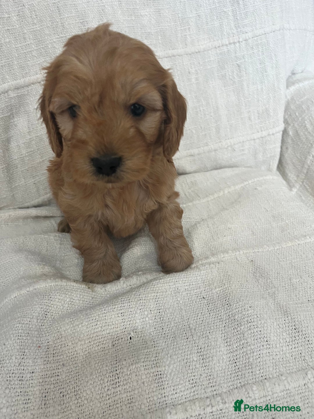Cockapoo dogs for sale: 🐶🐶 cockerpoo puppies 🐶🐶 - Advert 3