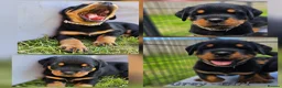 Rottweiler dogs for sale: Champion Bloodline German Rottweiler Puppies - Advert 30