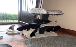 Mixed Breed cats for sale: Gorgeous kittens  - Image 5