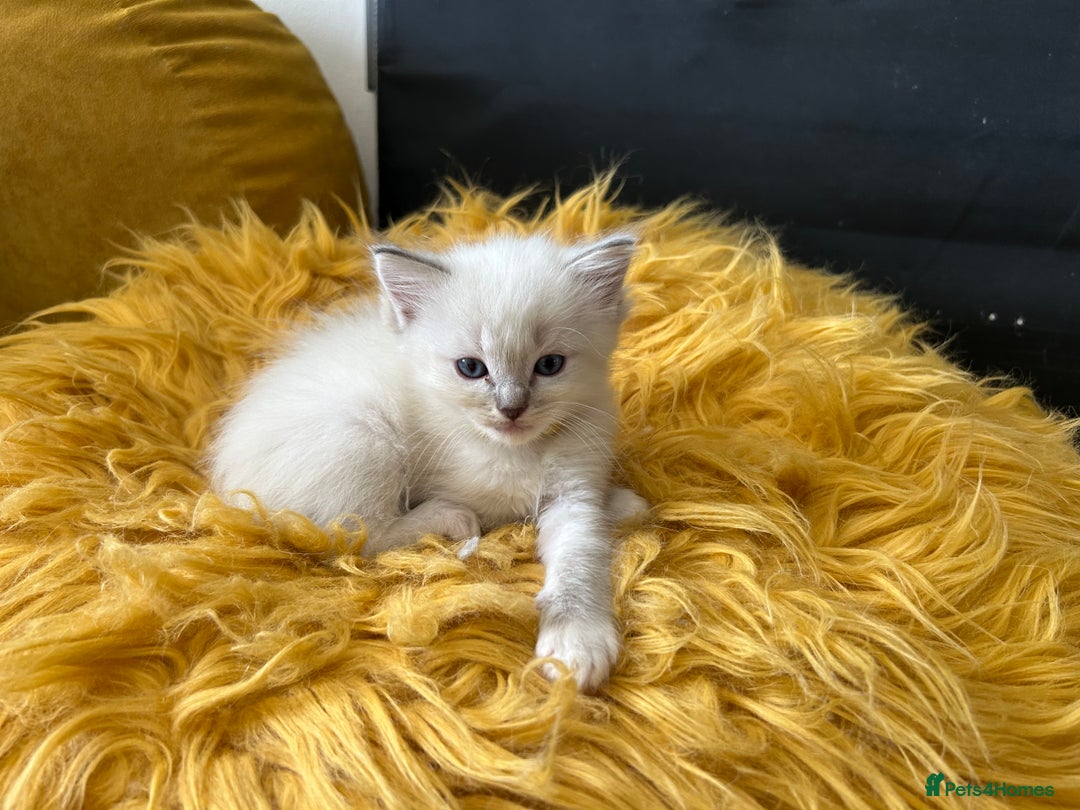 Ragdoll cats for sale: 😻 2 GORGEOUS RAGDOLL KITTENS 😻 - Image 16