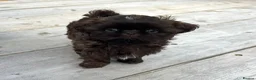 Shih Tzu dogs for sale: KC true chocolate imperial Shihtzu puppies  - Advert 11
