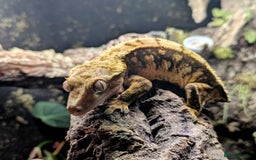 Gecko reptiles for sale: Cream Harley Quinn  - Image 1