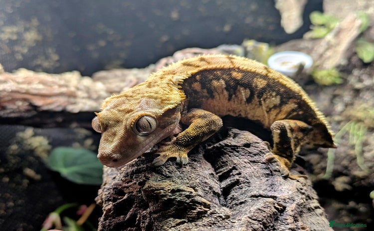 Gecko reptiles - Advert 3