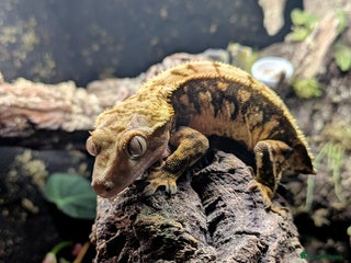 Gecko reptiles - Advert 22