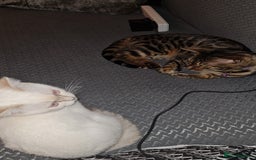 Bengal cats for sale: Bengal cat  - Image 1