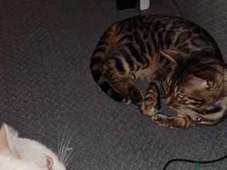 Bengal cats - Advert 9