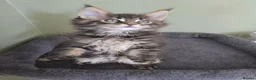 Maine Coon cats for sale: GCCF Registered Maine Coon Kittens  - Advert 12