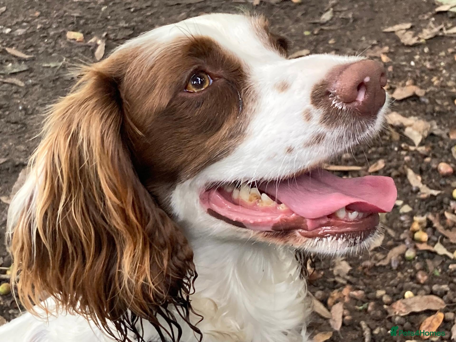 English Springer Spaniel dogs for sale: 4 gorgeous Springer Spaniel pups - Advert 1