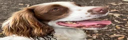 English Springer Spaniel dogs for sale: 4 gorgeous Springer Spaniel pups in Petersfield - Advert 1