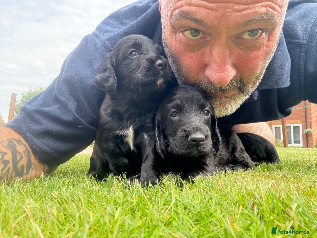 Cocker Spaniel dogs for sale: KC REG Cocker Spaniels - Image 18