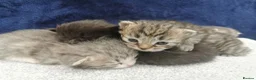 Siberian cats for sale: Registered Siberian Kittens  - Advert 10