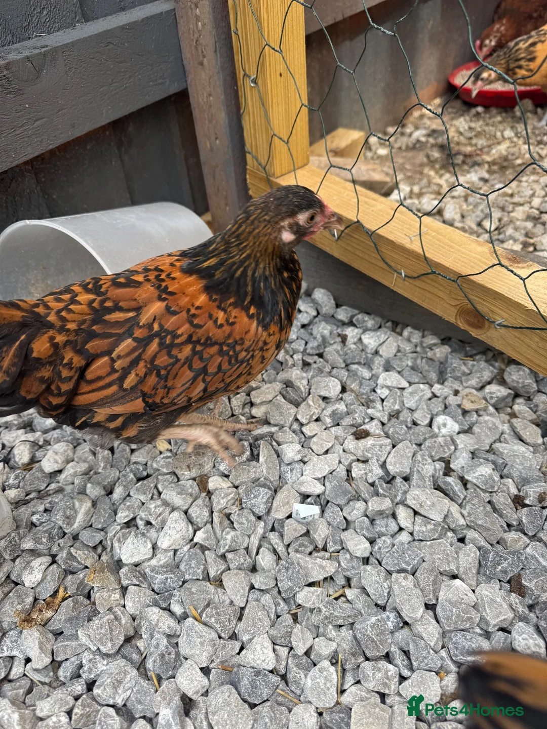 Chickens poultry for sale: Mixed hybrid chickens  - Advert 2