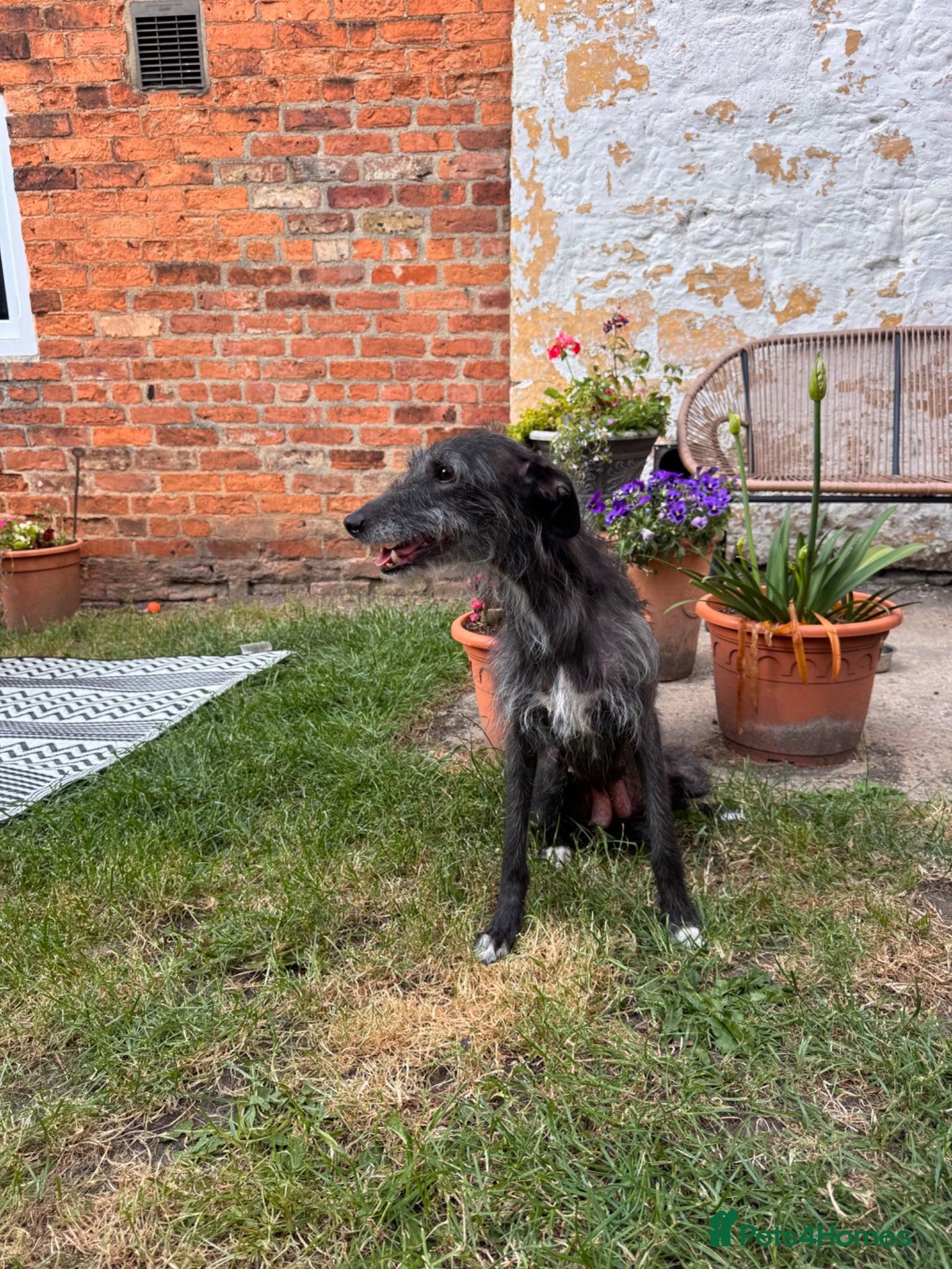 Mixed Breed dogs Bedlington Whippet Puppies  - Advert 1