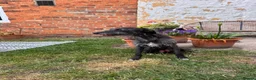Mixed Breed dogs for sale: Bedlington Whippet Puppies  in Tadcaster - Advert 1
