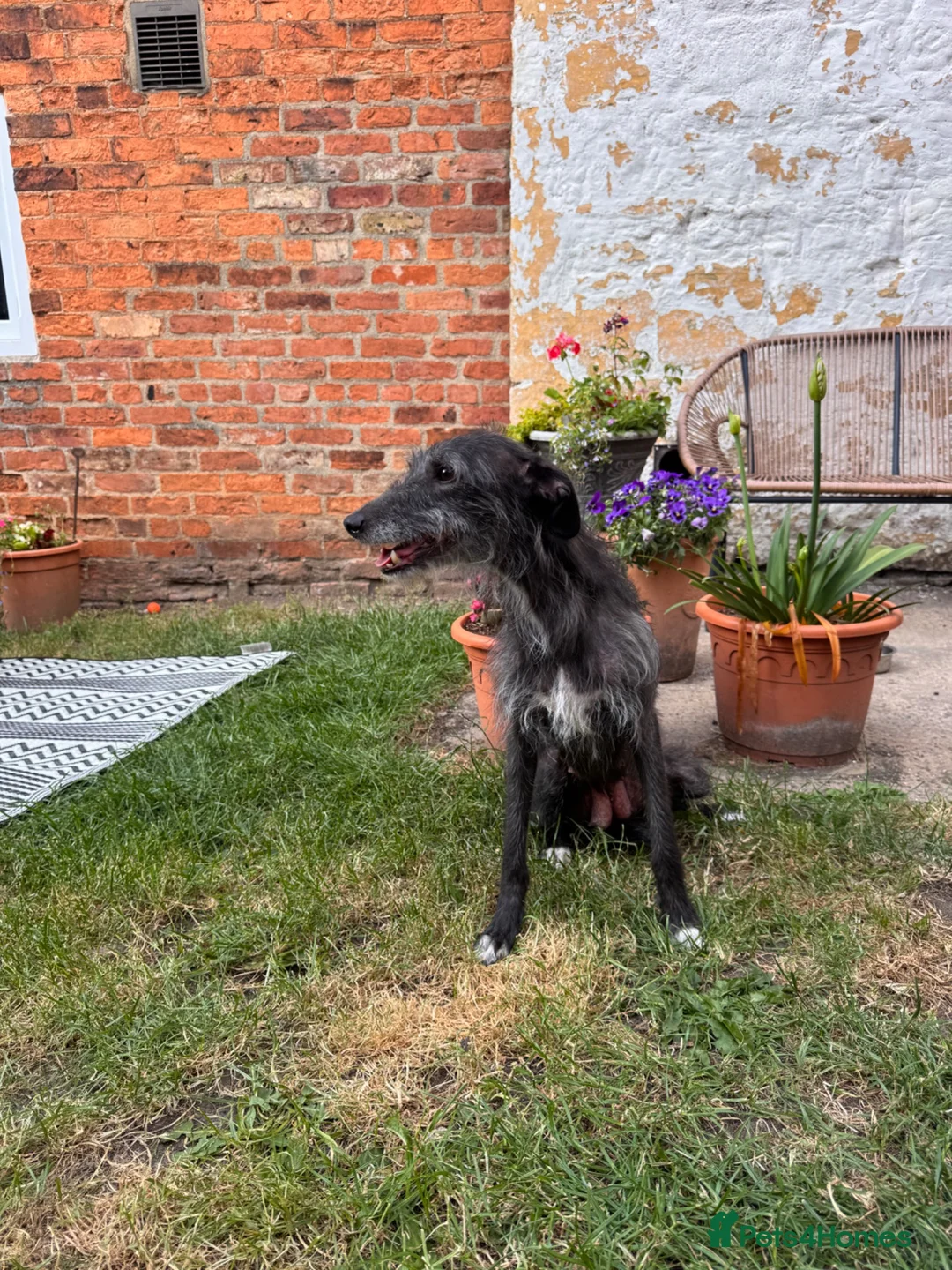 Mixed Breed dogs for sale: Bedlington Whippet Puppies  in Tadcaster - Advert 1