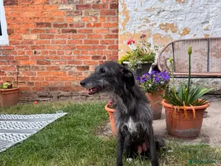 Mixed Breed dogs Bedlington Whippet Puppies - Advert 1
