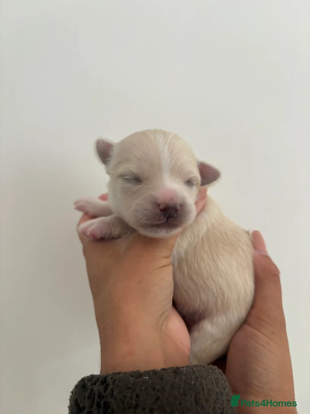 Chihuahua dogs for sale: Long hair chihuahua puppies - Advert 5