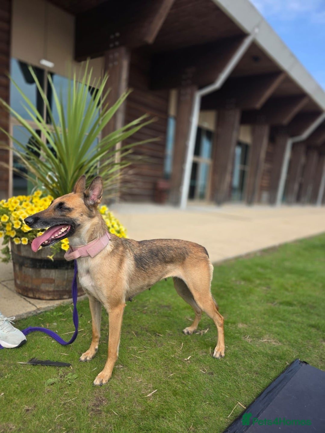 Mixed Breed dogs for sale: Gorgeous Mali x Whippet - Image 9