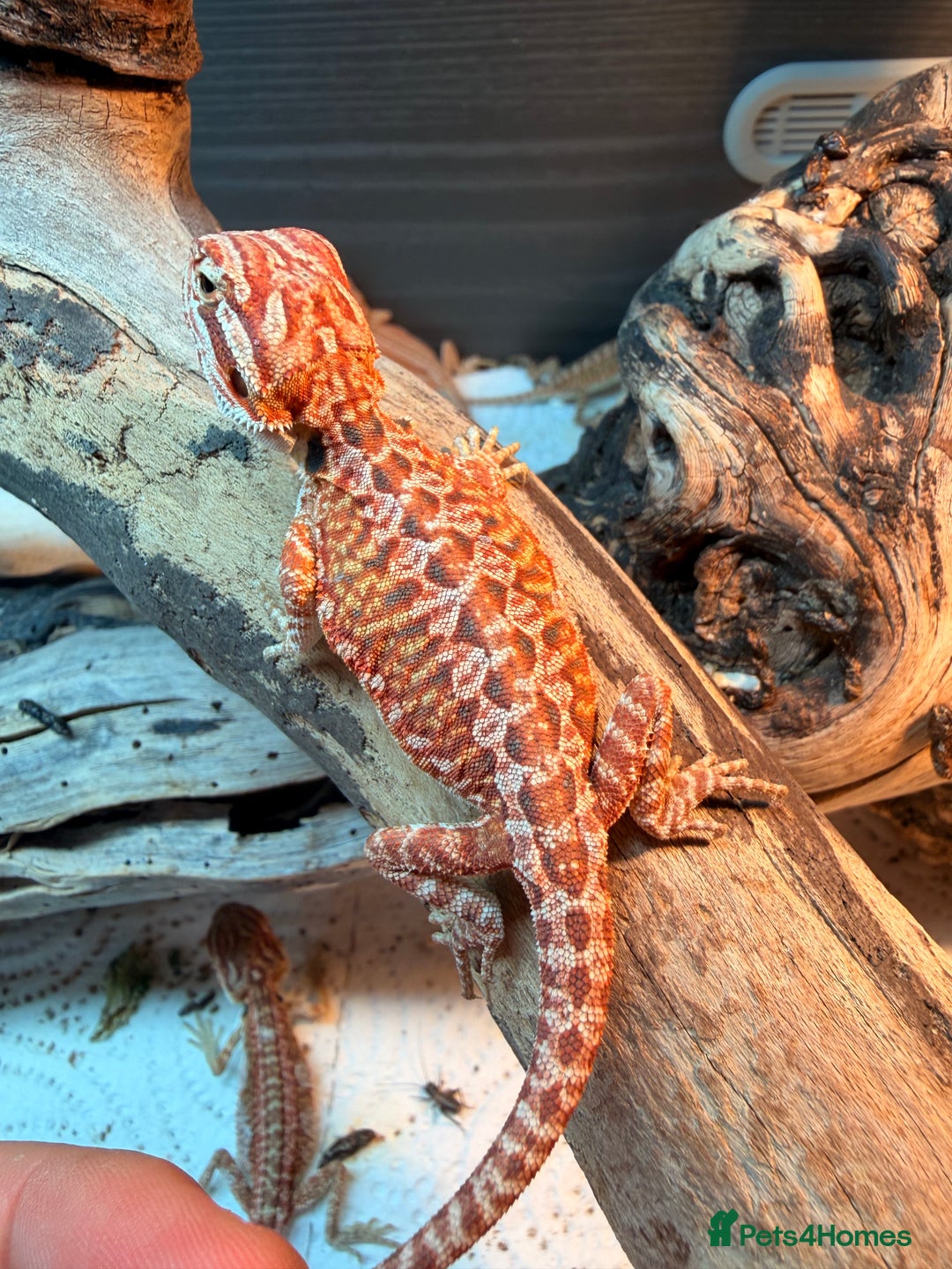 Bearded Dragon reptiles for sale: Super red and Gstripe Baby Breaded dragons - Image 8
