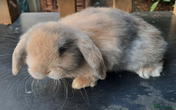 Mini Lop rabbits for sale: 4 mini lop baby rabbits - Image 5