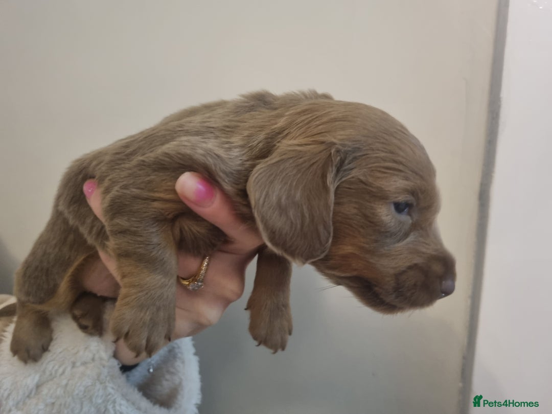 Miniature Dachshund dogs for sale:   Long haired  dachshunds puppies  top quality  - Image 5