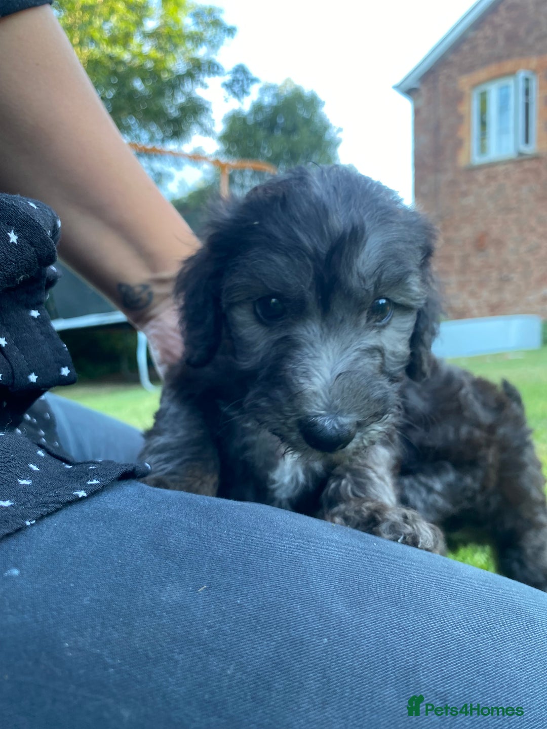 Mixed Breed dogs for sale: Bedlington Terrier X Whippet Puppies ⭐️ - Image 9
