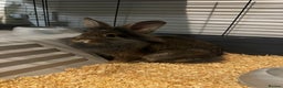 Lionhead rabbits for sale: Lionhead rabbit  - Advert 1