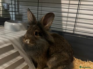 Lionhead rabbits Lionhead rabbit - Advert 1