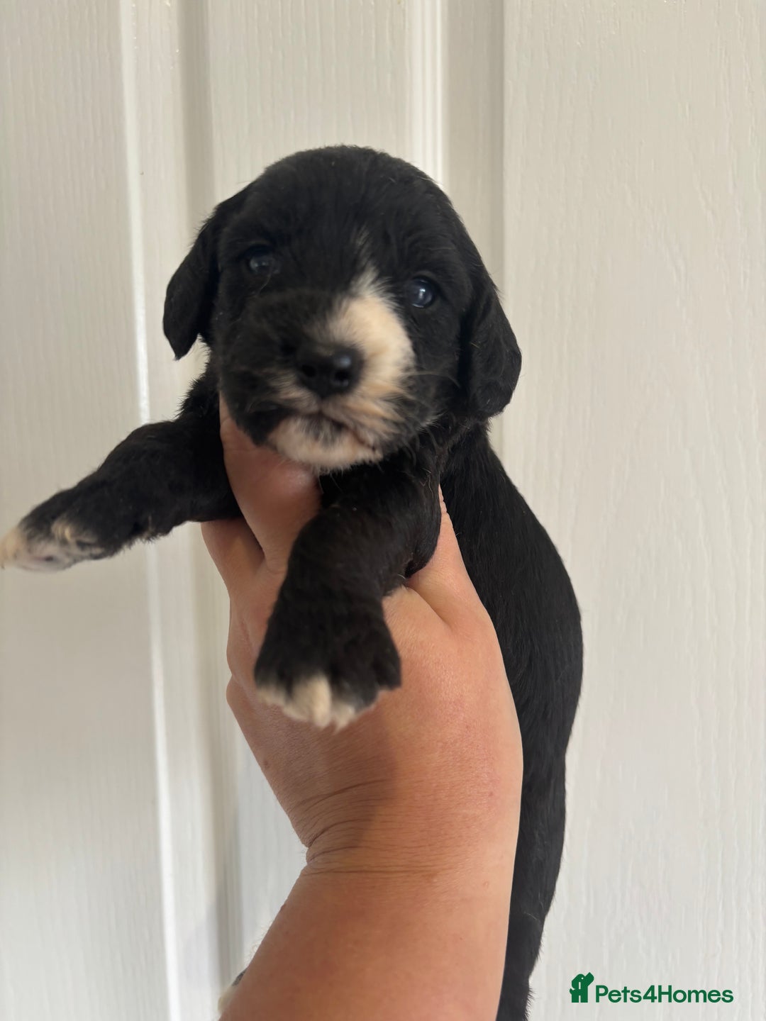 Mixed Breed dogs for sale: Beagle x poodle puppies  - Image 6